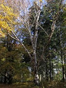 Bříza