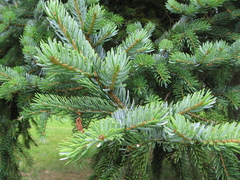 Jezo Spruce