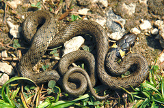 Užovka obojková