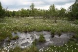 Velké tetřeví tokaniště